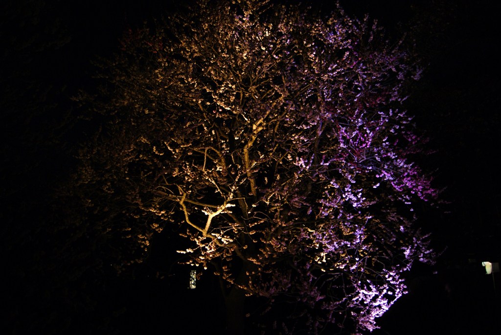 夜桜