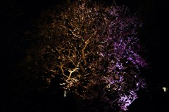 夜桜