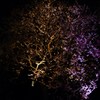夜桜