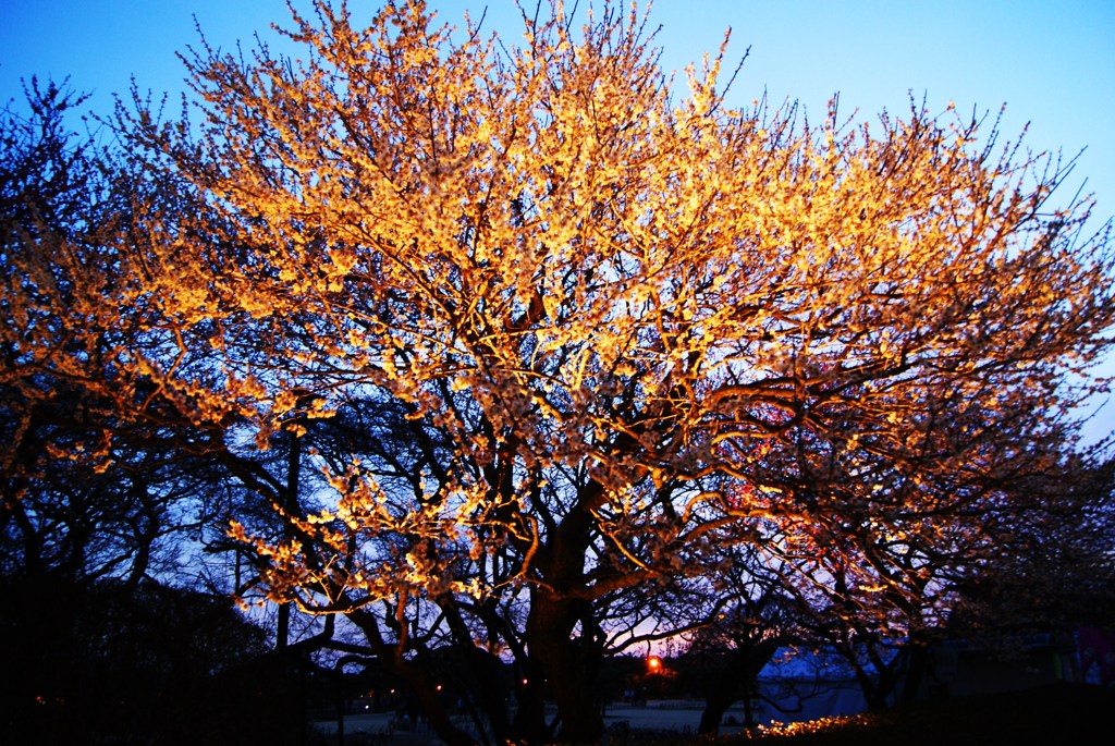 夜桜