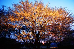 夜桜
