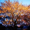 夜桜
