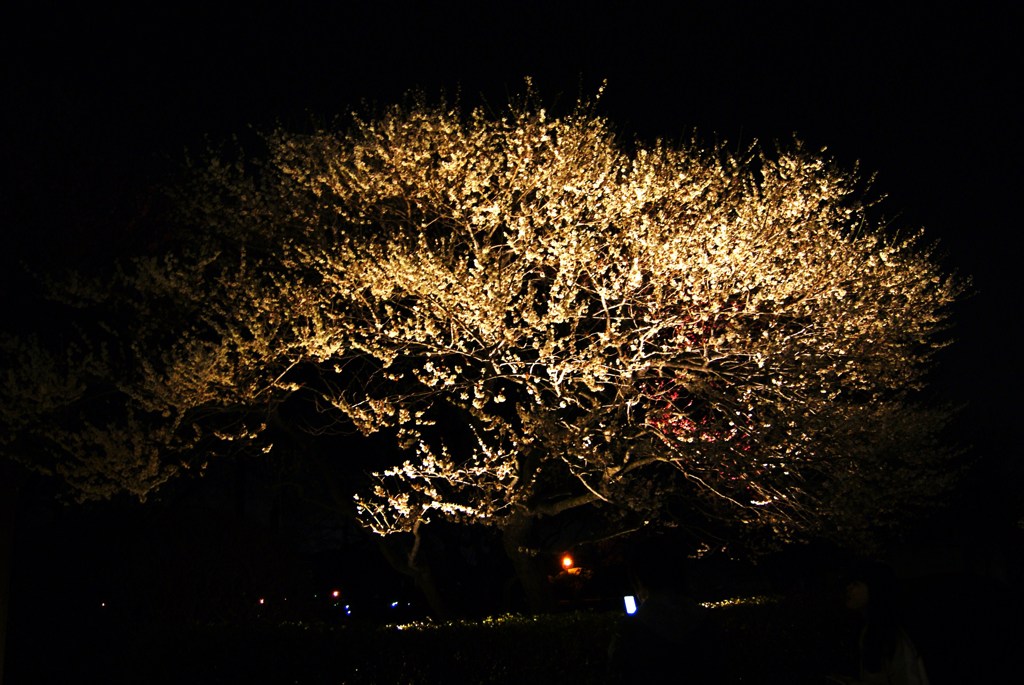 偕楽園にて
