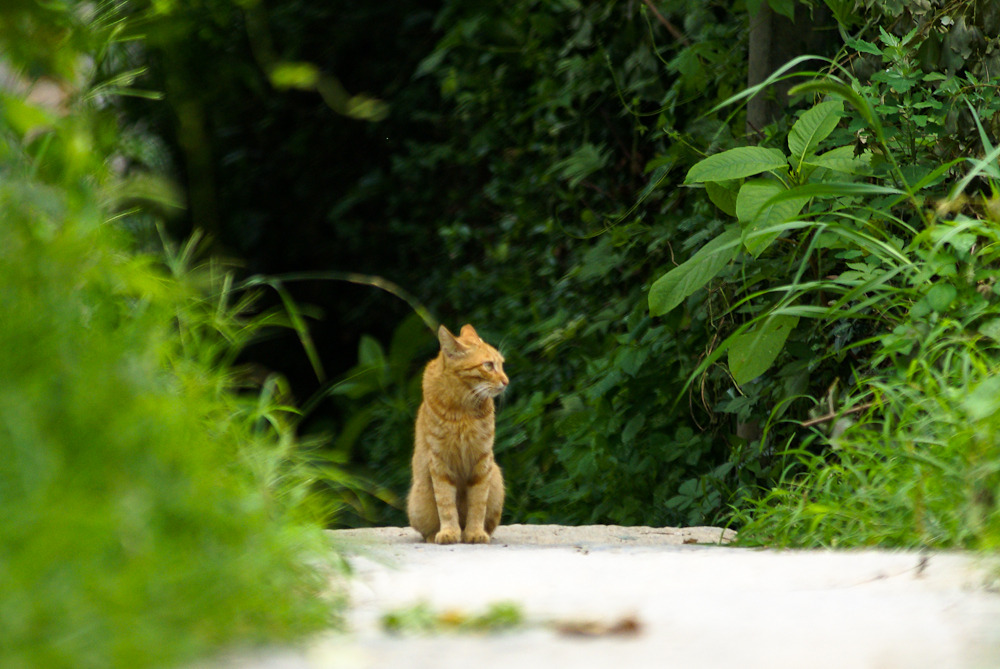途中に出会った猫