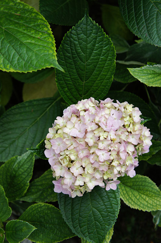 DSC00040