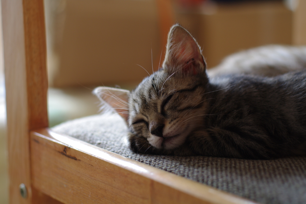 『眠り子猫』