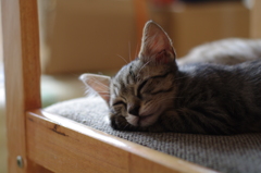 『眠り子猫』