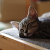 サバトラ猫