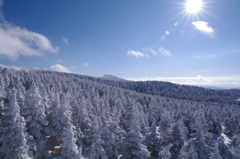 樹氷原