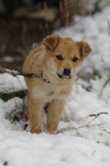 初雪