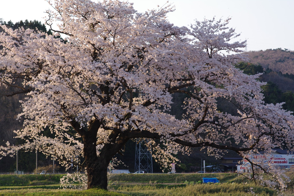 桜 夕日