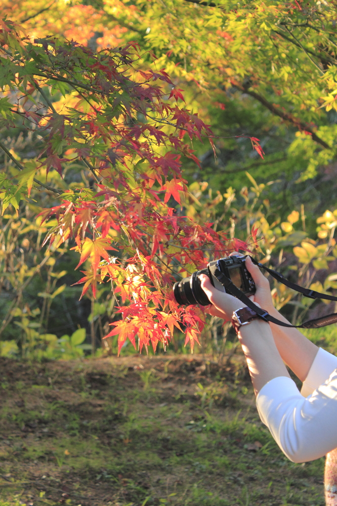 紅葉撮り