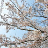 桜②