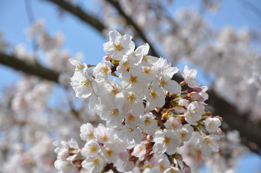 桜③