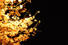 夜桜③