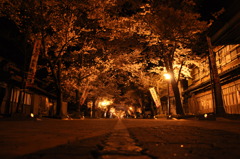 夜桜②