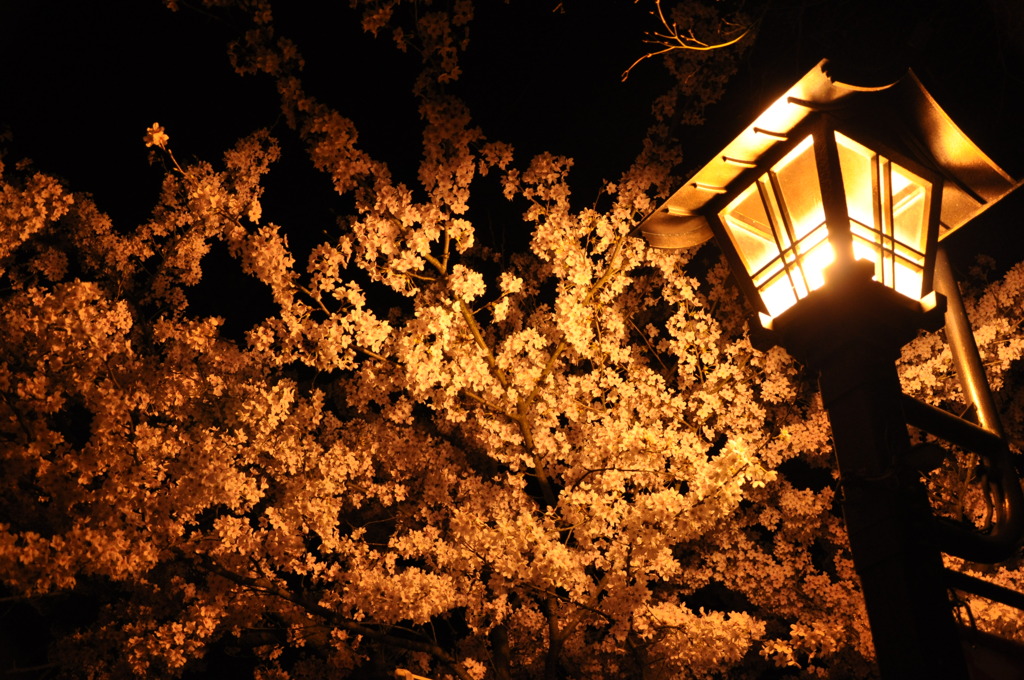 夜桜①