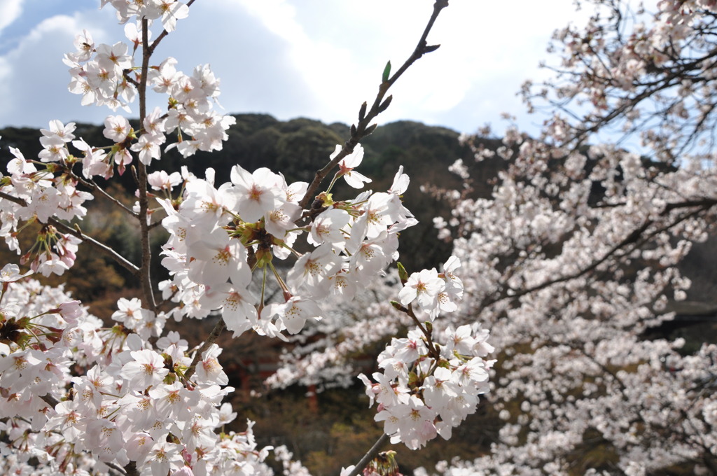 桜④