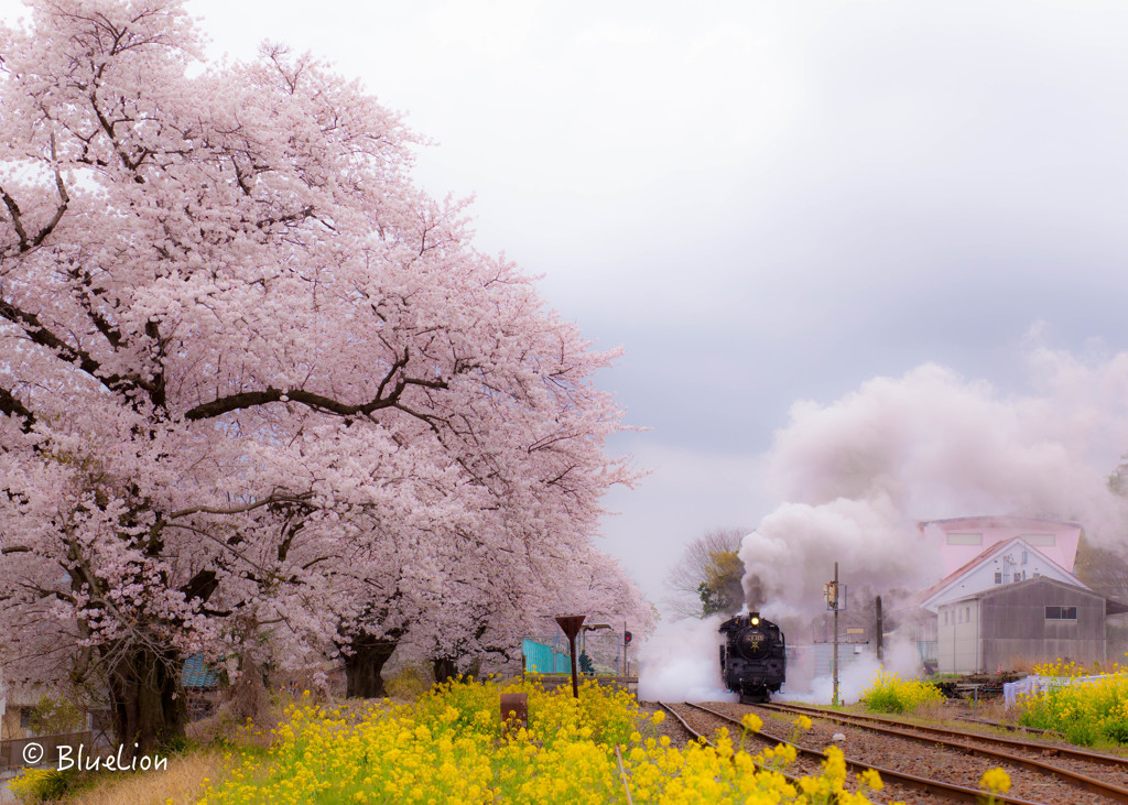 桜の駅