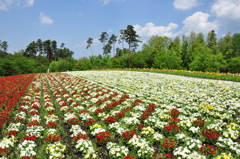 花 の 丘  