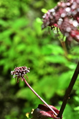 雫花  