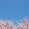 桜舞