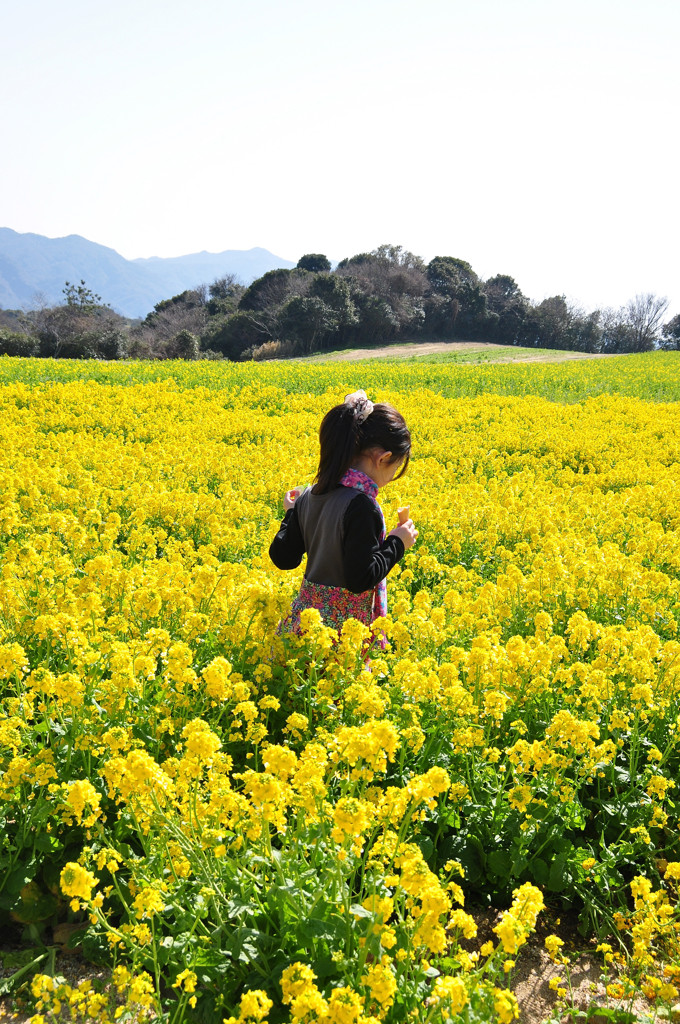 菜の花