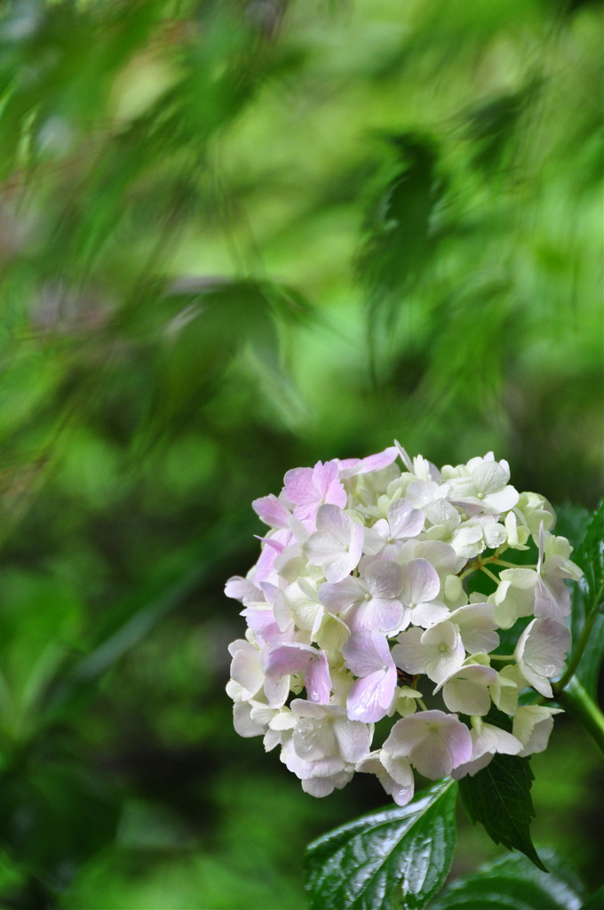 雨とカエデとアジサイと