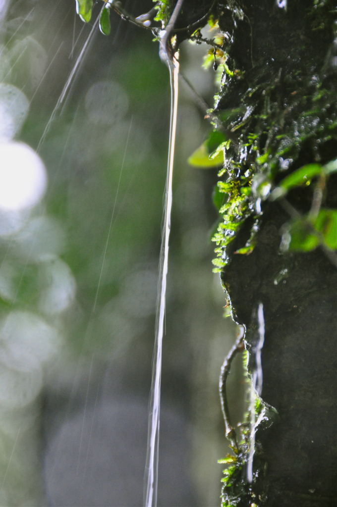 雨の糸　森の光