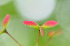 三羽根