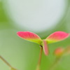 三羽根