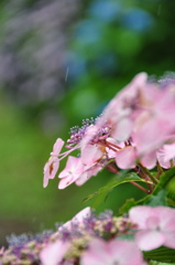 雨とアジサイ