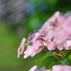 雨とアジサイ