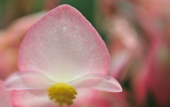 flower　sherbet
