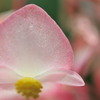 flower　sherbet