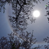 Sakura halo