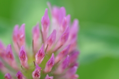 Red Clover