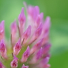 Red Clover