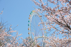 桜観覧車