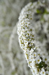 flower shower