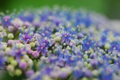 Color garden