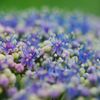 Color garden