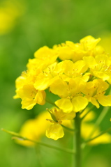 little yellow