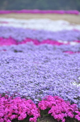 Moss phlox