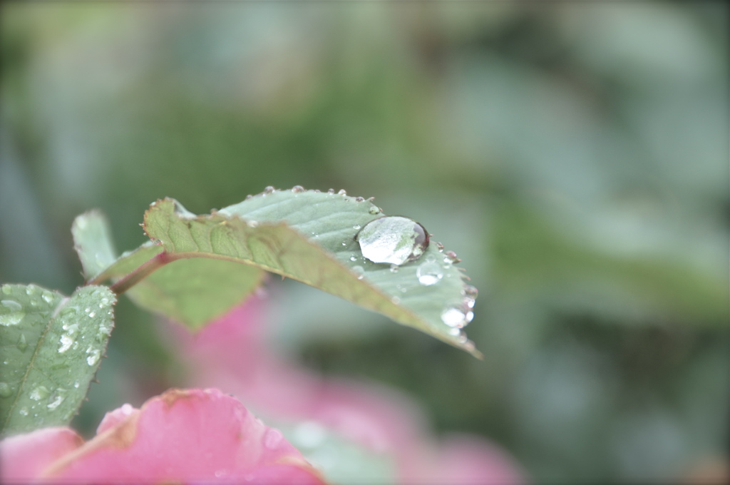 reaf & drops