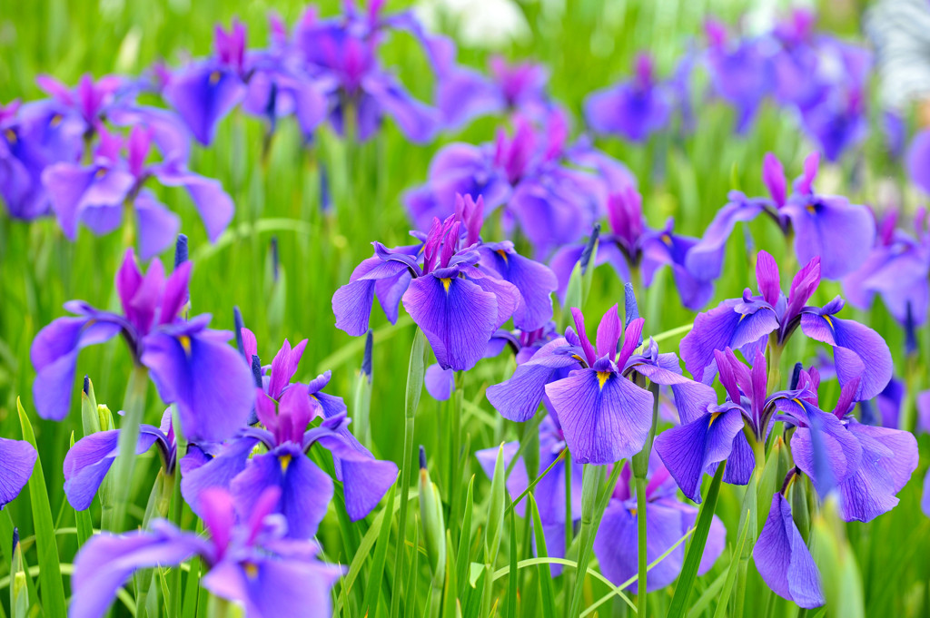 花菖蒲