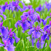 花菖蒲
