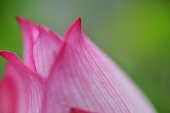flower　happy