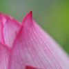 flower　happy