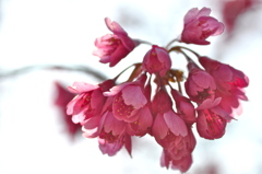 寒緋桜